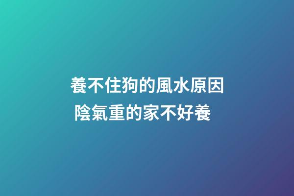 養不住狗的風水原因 陰氣重的家不好養